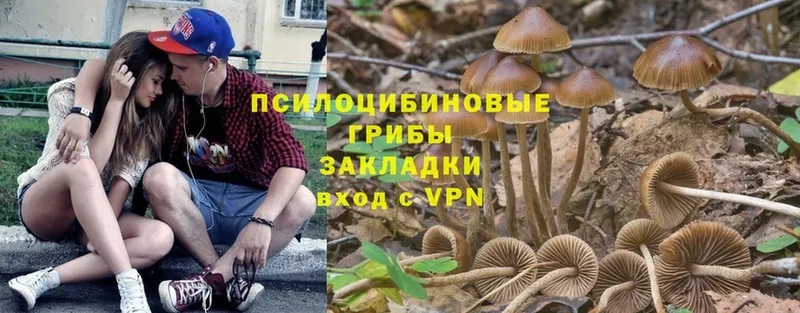 Галлюциногенные грибы Psilocybine cubensis  Выборг 